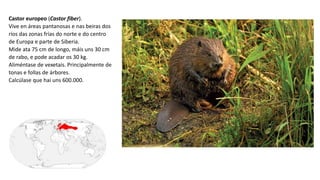 Castor europeo (Castor fiber).
Vive en áreas pantanosas e nas beiras dos
ríos das zonas frías do norte e do centro
de Europa e parte de Siberia.
Mide ata 75 cm de longo, máis uns 30 cm
de rabo, e pode acadar os 30 kg.
Aliméntase de vexetais. Principalmente de
tonas e follas de árbores.
Calcúlase que hai uns 600.000.
 