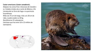 Castor americano (Castor canadensis).
Atópase nas zonas frías e boscosas de Canadá e
os Estados Unidos ata o norte de México, e foi
introducido na Terra do Fogo e na península
Escandinava.
Mide ata 75 cm de longo, máis uns 30 cm de
rabo, e pode acadar os 30 kg.
Recoñécense 25 subespecies
Calcúlase que hai entre 10 e 15 millóns de
exemplares.
 