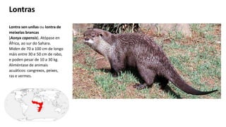 Lontra sen unllas ou lontra de
meixelas brancas
(Aonyx capensis). Atópase en
África, ao sur do Sahara.
Miden de 70 a 100 cm de longo
máis entre 30 e 50 cm de rabo,
e poden pesar de 10 a 30 kg.
Aliméntase de animais
acuáticos: cangrexos, peixes,
ras e vermes.
Lontras
 