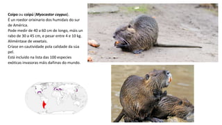 Coipo ou coipú (Myocastor coypus).
É un roedor orixinario dos humidais do sur
de América.
Pode medir de 40 a 60 cm de longo, máis un
rabo de 30 a 45 cm, e pesar entre 4 e 10 kg.
Aliméntase de vexetais.
Críase en cautividade pola calidade da súa
pel.
Está incluído na lista das 100 especies
exóticas invasoras máis dañinas do mundo.
 