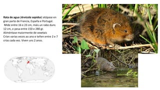 Rata de agua (Arvicola sapidus) atópase en
gran parte de Francia, España e Portugal.
Mide entre 16 e 23 cm, máis un rabo duns
12 cm, e pesa entre 150 e 280 gr.
Aliméntase maiormente de vexetais
Crían varias veces ao ano e teñen entre 2 e 7
crías cada vez. Viven uns 2 anos.
 