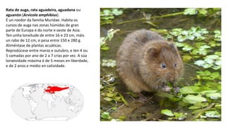 Rata de auga, rata aguadeira, aguadana ou
aguanón (Arvicola amphibius).
É un roedor da familia Muridae. Habita os
cursos de auga nas zonas húmidas de gran
parte de Europa e do norte e oeste de Asia.
Ten unha lonxitude de entre 16 e 23 cm, máis
un rabo de 12 cm, e pesa entre 150 e 280 g.
Aliméntase de plantas acuáticas.
Reprodúcese entre marzo e outubro, e ten 4 ou
5 camadas por ano de 2 a 7 crías por vez. A súa
lonxevidade máxima é de 5 meses en liberdade,
e de 2 anos e medio en catividade.
 