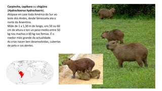 Carpincho, capibara ou chigüiro
(Hydrochoerus hydrochaeris).
Atópase en case toda América do Sur ao
leste dos Andes, desde Venezuela ata o
norte da Arxentina.
Mide de 1 a 1,30 m de longo, uns 50 ou 60
cm de altura e ten un peso medio entre 50
kg nos machos e 60 kg nas femias. É o
roedor máis grande da actualidade.
As crías nacen ben desenvolvidas, cubertas
de pelo e cos dentes.
 