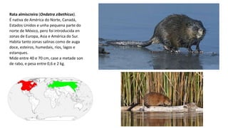 Rata almiscreira (Ondatra zibethicus).
É nativa de América do Norte, Canadá,
Estados Unidos e unha pequena parte do
norte de México, pero foi introducida en
zonas de Europa, Asia e América do Sur.
Habita tanto zonas salinas como de auga
doce, esteiros, humedais, ríos, lagos e
estanques.
Mide entre 40 e 70 cm, case a metade son
de rabo, e pesa entre 0,6 e 2 kg.
 