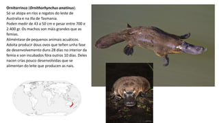 Ornitorrinco (Ornithorhynchus anatinus).
Só se atopa en ríos e regatos do leste de
Australia e na illa de Tasmania.
Poden medir de 43 a 50 cm e pesar entre 700 e
2.400 gr. Os machos son máis grandes que as
femias.
Aliméntase de pequenos animais acuáticos.
Adoita producir dous ovos que teñen unha fase
de desenvolvemento duns 28 días no interior da
femia e son incubados fóra outros 10 días. Deles
nacen crías pouco desenvolvidas que se
alimentan do leite que producen as nais.
 