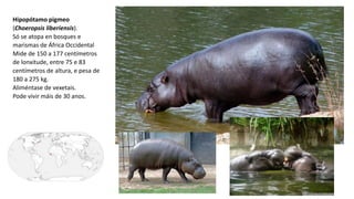 Hipopótamo pigmeo
(Choeropsis liberiensis).
Só se atopa en bosques e
marismas de África Occidental
Mide de 150 a 177 centímetros
de lonxitude, entre 75 e 83
centímetros de altura, e pesa de
180 a 275 kg.
Aliméntase de vexetais.
Pode vivir máis de 30 anos.
 