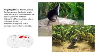 Musgaño patiblanco (Neomys fodiens).
É unha especie de distribución ampla,
desde o norte de la Península Ibérica ata
a costa rusa do mar do Xapón.
Mide de 68 a 97 mm, incluído o rabo, e
pode pesar de 10 a 23 gr.
Aliméntase de pequenos animais
acuáticos, maiormente invertebrados.
 