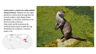 Lontra anana ou lontra sen unllas asiática
(Aonyx cinereus). Atópase nos rios, lagos,
pantanos e outras áreas de auga doce do
Surleste asiático: India, Nepal, Bután,
Bangladés, sur da China, Indochina e nas
illas de Sumatra e Borneo.
Pode medir ata 90 centímetros de
lonxitude total e pesar arredor de 5 kg.
Aliméntase de crustáceos, moluscos,
peixes e ras.
 
