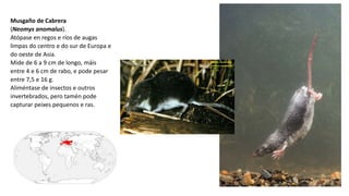 Musgaño de Cabrera
(Neomys anomalus).
Atópase en regos e ríos de augas
limpas do centro e do sur de Europa e
do oeste de Asia.
Mide de 6 a 9 cm de longo, máis
entre 4 e 6 cm de rabo, e pode pesar
entre 7,5 e 16 g.
Aliméntase de insectos e outros
invertebrados, pero tamén pode
capturar peixes pequenos e ras.
 