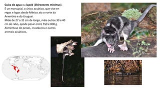 Cuica de agua ou iapok (Chironectes minimus).
É un marsupial, o único acuático, que vive en
regos e lagos desde México ata o norte da
Arxentina e do Uruguai.
Mide de 27 a 35 cm de longo, máis outros 30 a 40
cm de rabo, epode pesar entre 550 e 800 g.
Aliméntase de peixes, crustáceos e outros
animais acuáticos,
 