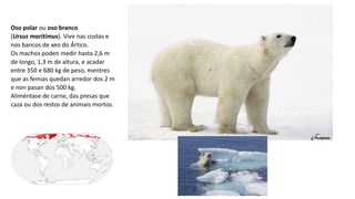 Oso polar ou oso branco
(Ursus maritimus). Vive nas costas e
nos bancos de xeo do Ártico.
Os machos poden medir hasta 2,6 m
de longo, 1,3 m de altura, e acadar
entre 350 e 680 kg de peso, mentres
que as femias quedan arredor dos 2 m
e non pasan dos 500 kg.
Aliméntase de carne, das presas que
caza ou dos restos de animais mortos.
 