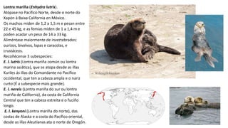 Lontra mariña (Enhydra lutris).
Atópase no Pacífico Norte, desde o norte do
Xapón á Baixa California en México.
Os machos miden de 1,2 a 1,5 m e pesan entre
22 e 45 kg, e as femias miden de 1 a 1,4 m e
poden acadar un peso de 14 a 33 kg.
Aliméntase maiormente de invertebrados:
ourizos, bivalvos, lapas e caracolas, e
crustáceos.
Recoñécense 3 subespecies:
E. l. lutris (Lontra mariña común ou lontra
marina asiática), que se atopa desde as illas
Kuriles ás illas do Comandante no Pacífico
occidental, que ten a cabeza ampla e o nariz
curto (É a subespecie máis grande).
E. l. nereis (Lontra mariña do sur ou lontra
mariña de California), da costa de California
Central que ten a cabeza estreita e o fuciño
longo.
E. l. kenyoni (Lontra mariña do norte), das
costas de Alaska e a costa do Pacífico oriental,
desde as illas Aleutianas ata o norte de Oregón.
 