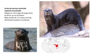 Lontra de pescozo manchado
(Hydrictis maculicollis).
Atópase en ríos e lagos de augas claras
de África, ao sur do Sahara.
Mide arredor de 1 m e pesa uns 6 kg.
Aliméntase de peixes e crustáceos.
 