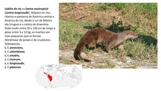 Lobiño do río ou lontra neotropical
(Lontra longicaudis). Atópase en ríos,
ribeiras e pantanos de América central e
América do sur, desde o sur de México
ata Uruguai e o centro de Arxentina.
Pode medir entre 50 e 130 cm de longo e
pesar entre 5 e 12 kg; os machos son
máis pequenos que as femias.
Aliméntase de peixes e de crustáceos.
Subespecies:
L. l. annectens,
L. l. colombiana,
L. l. enudris,
L. l. incarum,
L. l. longicaudis,
L. l. platensis
 