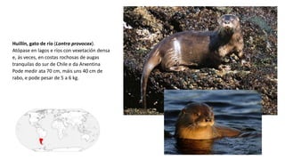 Huillín, gato de río (Lontra provocax).
Atópase en lagos e ríos con vexetación densa
e, ás veces, en costas rochosas de augas
tranquilas do sur de Chile e da Arxentina
Pode medir ata 70 cm, máis uns 40 cm de
rabo, e pode pesar de 5 a 6 kg.
 