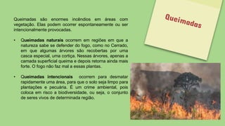 Queimadas são enormes incêndios em áreas com
vegetação. Elas podem ocorrer espontaneamente ou ser
intencionalmente provocadas.
• Queimadas naturais ocorrem em regiões em que a
natureza sabe se defender do fogo, como no Cerrado,
em que algumas árvores são recobertas por uma
casca especial, uma cortiça. Nessas árvores, apenas a
camada superficial queima e depois retorna ainda mais
forte. O fogo não faz mal a essas plantas.
• Queimadas intencionais ocorrem para desmatar
rapidamente uma área, para que o solo seja limpo para
plantações e pecuária. É um crime ambiental, pois
coloca em risco a biodiversidade, ou seja, o conjunto
de seres vivos de determinada região.
 
