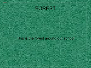 FOREST This is  the forest around our school 