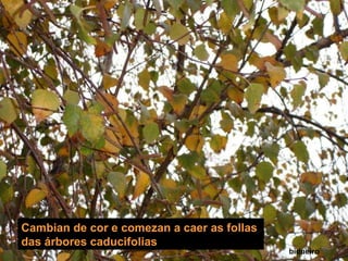 Cambian de cor e comezan a caer as follas  das árbores caducifolias bidueiro 