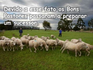 Devido a esse fato os Bons
Pastores passaram a preparar
um sucessor.
 