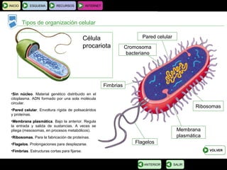 BIOLOGÍA Y GEOLOGÍA 4.º ESO
Tema 1: La célula. Unidad de vida
INICIO ESQUEMA RECURSOS INTERNET
Tipos de organización celular
SALIRANTERIOR
Célula
procariota
Pared celular
Membrana
plasmática
Cromosoma
bacteriano
Ribosomas
Flagelos
Fimbrias
VOLVER
•Sin núcleoSin núcleo. Material genético distribuido en el
citoplasma. ADN formado por una sola molécula
circular.
•Pared celularPared celular. Envoltura rígida de polisacáridos
y proteínas.
•Membrana plasmáticaMembrana plasmática. Bajo la anterior. Regula
la entrada y salida de sustancias. A veces se
pliega (mesosomas, en procesos metabólicos).
•RibosomasRibosomas. Para la fabricación de proteínas.
•FlagelosFlagelos. Prolongaciones para desplazarse.
•FimbriasFimbrias. Estructuras cortas para fijarse.
 