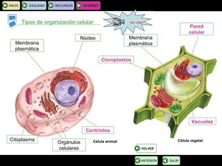 BIOLOGÍA Y GEOLOGÍA 4.º ESO
Tema 1: La célula. Unidad de vida
INICIO ESQUEMA RECURSOS INTERNET
Tipos de organización celular
SALIRANTERIOR
Núcleo
Membrana
plasmática
Citoplasma
Centríolos
Orgánulos
celulares VOLVER
Célula vegetalCélula animal
Membrana
plasmática
Pared
celular
Cloroplastos
Vacuolas
Ver vídeo
 