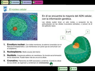 BIOLOGÍA Y GEOLOGÍA 4.º ESO
Tema 1: La célula. Unidad de vida
INICIO ESQUEMA RECURSOS INTERNET
El núcleo celular
SALIRANTERIOR
12 y 4
3
En él se encuentra la mayoría del ADN celular,
con la información genética.
Las células suelen tener un solo núcleo, a excepción de las
polinucleadas (en las células musculares estriadas), o carecer de él
(los glóbulos rojos).
1.1. Envoltura nuclearEnvoltura nuclear. Con doble membrana, la externa conectada con el
Retículo Endoplasmático. Las membranas con poros que se comunican con
el citoplasma.
2.2. NucleoplasmaNucleoplasma. Medio acuoso del interior.
3.3. Nucléolo.Nucléolo. Corpúsculo esférico sin membrana. Su función es la formación
de los ribosomas. Puede haber más de uno en la célula.
4.4. Cromatina.Cromatina. Filamentos de ADN asociados a proteínas. Cuando la célula
se va a dividir, se organizan y condensan en cromosomas.
 