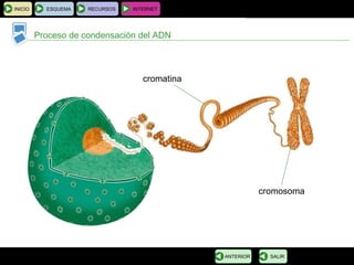 BIOLOGÍA Y GEOLOGÍA 4.º ESO
Tema 1: La célula. Unidad de vida
Proceso de condensación del ADN
INICIO ESQUEMA RECURSOS INTERNET
SALIRANTERIOR
cromatina
cromosoma
 