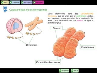 BIOLOGÍA Y GEOLOGÍA 4.º ESO
Tema 1: La célula. Unidad de vida
Características de los cromosomas
INICIO ESQUEMA RECURSOS INTERNET
SALIRANTERIOR
Cromátidas hermanas
Cromatina
Brazos
Centrómero
Cada cromosoma tiene dos CROMÁTIDAS
hermanas, que se unen por el centrómero. Ambas
son idénticas, ya que proceden de la replicación del
ADN. Cada cromátida con dos brazos de igual o
distinta longitud
 