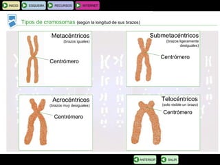 BIOLOGÍA Y GEOLOGÍA 4.º ESO
Tema 1: La célula. Unidad de vida
INICIO ESQUEMA RECURSOS INTERNET
Tipos de cromosomas (según la longitud de sus brazos)
SALIRANTERIOR
Metacéntricos
(brazos iguales)
Centrómero
Submetacéntricos
(brazos ligeramente
desiguales)
Centrómero
Centrómero
Centrómero
Acrocéntricos
(brazos muy desiguales)
Telocéntricos
(solo visible un brazo)
 