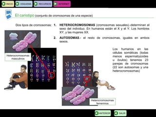 BIOLOGÍA Y GEOLOGÍA 4.º ESO
Tema 1: La célula. Unidad de vida
INICIO ESQUEMA RECURSOS INTERNET
El cariotipo (conjunto de cromosomas de una especie)
SALIRANTERIOR
Heterocromosomas
masculinos
Heterocromosomas
femeninos
Dos tipos de cromosomas: 1. HETEROCROMOSOMAS (cromosomas sexuales).-determinan el
sexo del individuo. En humanos están el X y el Y. Los hombres
XY, y las mujeres XX.
2. AUTOSOMAS.- el resto de cromosomas, iguales en ambos
sexos.
Los humanos en las
células somáticas (todas
menos espermatozoides
u óvulos) tenemos 23
parejas de cromosomas
(22 son autosomas y una
heterocromosomas)
 