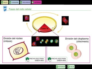 BIOLOGÍA Y GEOLOGÍA 4.º ESO
Tema 1: La célula. Unidad de vida
INICIO ESQUEMA RECURSOS INTERNET
Fases del ciclo celular
SALIRANTERIOR
Fase M
División del núcleo
(mitosis)
PINCHA AQUÍ PARA
SABER MÁS
PINCHA AQUÍ PARA
SABER MÁS
División del citoplasma
(citocinesis)
 