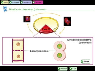 BIOLOGÍA Y GEOLOGÍA 4.º ESO
Tema 1: La célula. Unidad de vida
INICIO ESQUEMA RECURSOS INTERNET
División del citoplasma (citocinesis)
SALIRANTERIOR
Fase M
División del citoplasma
(citocinesis)
Estrangulamiento
VOLVER
 
