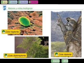 BIOLOGÍA Y GEOLOGÍA 4.º ESO
Tema 1: La célula. Unidad de vida
INICIO ESQUEMA RECURSOS INTERNET
Meiosis y ciclos biológicos
SALIRANTERIOR
Ciclo diplonte
Ciclo haplonte
Ciclo diplohaplonte
 