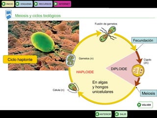 BIOLOGÍA Y GEOLOGÍA 4.º ESO
Tema 1: La célula. Unidad de vida
INICIO ESQUEMA RECURSOS INTERNET
Meiosis y ciclos biológicos
SALIRANTERIOR
Ciclo haplonte
VOLVER
En algas
y hongos
unicelulares
HAPLOIDE
DIPLOIDEDIPLOIDE
Cigoto
(2n)
Fecundación
Meiosis
Célula (n)
Gametos (n)
Fusión de gametos
 