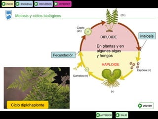 BIOLOGÍA Y GEOLOGÍA 4.º ESO
Tema 1: La célula. Unidad de vida
INICIO ESQUEMA RECURSOS INTERNET
Meiosis y ciclos biológicos
SALIRANTERIOR
Ciclo diplohaplonte VOLVER
En plantas y en
algunas algas
y hongos
Gametos (n)
HAPLOIDE
DIPLOIDEDIPLOIDE
Fecundación
Meiosis
Esporas (n)
Cigoto
(2n)
(n)
(2n)
 