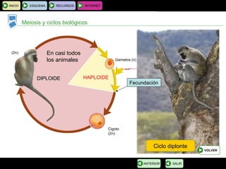 BIOLOGÍA Y GEOLOGÍA 4.º ESO
Tema 1: La célula. Unidad de vida
INICIO ESQUEMA RECURSOS INTERNET
Meiosis y ciclos biológicos
SALIRANTERIOR
Ciclo diplonte
VOLVER
En casi todos
los animales
HAPLOIDEDIPLOIDEDIPLOIDE
Fecundación
Cigoto
(2n)
Gametos (n)
(2n)
 