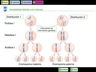 BIOLOGÍA Y GEOLOGÍA 4.º ESO
Tema 1: La célula. Unidad de vida
INICIO ESQUEMA RECURSOS INTERNET
Variabilidad debido a la meiosis
SALIRANTERIOR
Cromosoma materno Cromosoma paterno
Distribución 1 Distribución 2
Intercambio de
información genética
Profase I
Metafase I
Anafase I
 