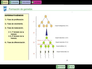 BIOLOGÍA Y GEOLOGÍA 4.º ESO
Tema 1: La célula. Unidad de vida
INICIO ESQUEMA RECURSOS INTERNET
Formación de gametos
SALIRANTERIOR
 