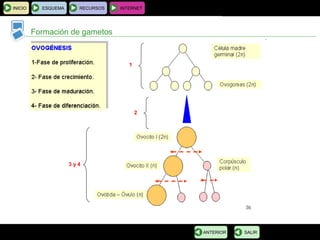 BIOLOGÍA Y GEOLOGÍA 4.º ESO
Tema 1: La célula. Unidad de vida
INICIO ESQUEMA RECURSOS INTERNET
Formación de gametos
SALIRANTERIOR
1
3 y 4
2
 