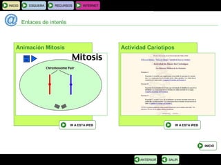BIOLOGÍA Y GEOLOGÍA 4.º ESO
Tema 1: La célula. Unidad de vida
INICIO ESQUEMA RECURSOS INTERNET
Enlaces de interés
INICIO
SALIRANTERIOR
Animación Mitosis
IR A ESTA WEB
Actividad Cariotipos
IR A ESTA WEB
 