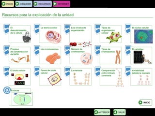BIOLOGÍA Y GEOLOGÍA 4.º ESO
Tema 1: La célula. Unidad de vida
INICIO ESQUEMA RECURSOS INTERNET
INICIO
Enlaces
Recursos para la explicación de la unidad
SALIRANTERIOR
Los niveles de
organización
El
descubrimiento
de la célula
La teoría celular Tipos de
organización
celular
El núcleo celular
Proceso
de condensación
del ADN
Los cromosomas Número de
cromosomas
Tipos de
cromosomas
El cariotipo
El ciclo celular Fases del ciclo
celular
La meiosis Comparación
entre mitosis
y meiosis
Variabilidad
debido la meiosis
 
