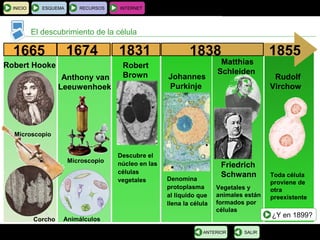BIOLOGÍA Y GEOLOGÍA 4.º ESO
Tema 1: La célula. Unidad de vida
El descubrimiento de la célula
INICIO ESQUEMA RECURSOS INTERNET
SALIRANTERIOR
1665
Robert Hooke
Microscopio
Corcho
1674
Anthony van
Leeuwenhoek
Microscopio
Animálculos
1831
Robert
Brown
Descubre el
núcleo en las
células
vegetales
1838
Johannes
Purkinje
Denomina
protoplasma
al liquido que
llena la célula
Vegetales y
animales están
formados por
células
Matthias
Schleiden
Friedrich
Schwann
1855
Rudolf
Virchow
Toda célula
proviene de
otra
preexistente
¿Y en 1899?
 