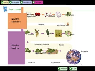 BIOLOGÍA Y GEOLOGÍA 4.º ESO
Tema 1: La célula. Unidad de vida
INICIO ESQUEMA RECURSOS INTERNET
Los niveles de organización
SALIRANTERIOR
Niveles
abióticos
Niveles
bióticos
Particulas
subatómicas
Átomos
Moléculas
Macromoléculas
Orgánulos
Células
Tejidos
Órganos
Aparatos y sistemas
Individuo
Población
Comunidad
Ecosistema
Ecosfera
 