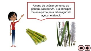 A cana de açúcar pertence ao
gênero Saccharum. E a principal
matéria-prima para fabricação do
açúcar e etanol.
62
 