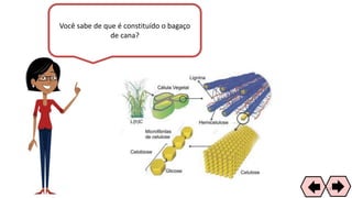 Você sabe de que é constituído o bagaço
de cana?
63
 