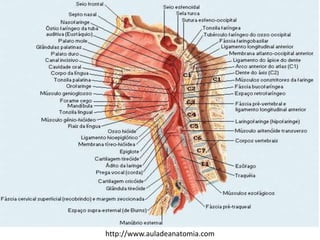 http://www.auladeanatomia.com
 