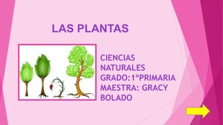 LAS PLANTAS
CIENCIAS
NATURALES
GRADO:1ºPRIMARIA
MAESTRA: GRACY
BOLADO
 