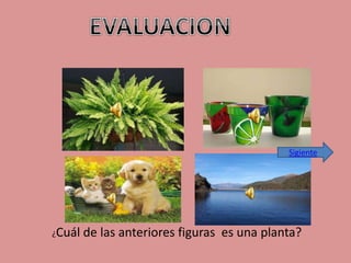 Sigiente 
¿Cuál de las anteriores figuras es una planta? 
 