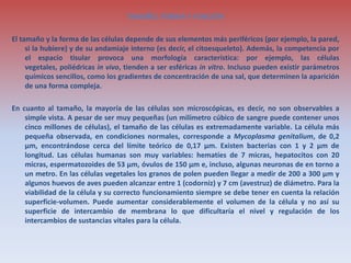 TAMAÑO, FORMA Y FUNCIÓN
El tamaño y la forma de las células depende de sus elementos más periféricos (por ejemplo, la pared,
si la hubiere) y de su andamiaje interno (es decir, el citoesqueleto). Además, la competencia por
el espacio tisular provoca una morfología característica: por ejemplo, las células
vegetales, poliédricas in vivo, tienden a ser esféricas in vitro. Incluso pueden existir parámetros
químicos sencillos, como los gradientes de concentración de una sal, que determinen la aparición
de una forma compleja.
En cuanto al tamaño, la mayoría de las células son microscópicas, es decir, no son observables a
simple vista. A pesar de ser muy pequeñas (un milímetro cúbico de sangre puede contener unos
cinco millones de células), el tamaño de las células es extremadamente variable. La célula más
pequeña observada, en condiciones normales, corresponde a Mycoplasma genitalium, de 0,2
μm, encontrándose cerca del límite teórico de 0,17 μm. Existen bacterias con 1 y 2 μm de
longitud. Las células humanas son muy variables: hematíes de 7 micras, hepatocitos con 20
micras, espermatozoides de 53 μm, óvulos de 150 μm e, incluso, algunas neuronas de en torno a
un metro. En las células vegetales los granos de polen pueden llegar a medir de 200 a 300 μm y
algunos huevos de aves pueden alcanzar entre 1 (codorniz) y 7 cm (avestruz) de diámetro. Para la
viabilidad de la célula y su correcto funcionamiento siempre se debe tener en cuenta la relación
superficie-volumen. Puede aumentar considerablemente el volumen de la célula y no así su
superficie de intercambio de membrana lo que dificultaría el nivel y regulación de los
intercambios de sustancias vitales para la célula.
 