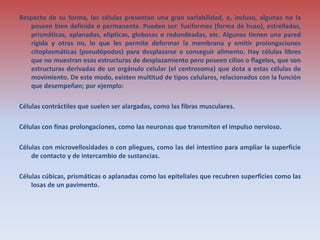 Respecto de su forma, las células presentan una gran variabilidad, e, incluso, algunas no la
poseen bien definida o permanente. Pueden ser: fusiformes (forma de huso), estrelladas,
prismáticas, aplanadas, elípticas, globosas o redondeadas, etc. Algunas tienen una pared
rígida y otras no, lo que les permite deformar la membrana y emitir prolongaciones
citoplasmáticas (pseudópodos) para desplazarse o conseguir alimento. Hay células libres
que no muestran esas estructuras de desplazamiento pero poseen cilios o flagelos, que son
estructuras derivadas de un orgánulo celular (el centrosoma) que dota a estas células de
movimiento. De este modo, existen multitud de tipos celulares, relacionados con la función
que desempeñan; por ejemplo:
Células contráctiles que suelen ser alargadas, como las fibras musculares.
Células con finas prolongaciones, como las neuronas que transmiten el impulso nervioso.
Células con microvellosidades o con pliegues, como las del intestino para ampliar la superficie
de contacto y de intercambio de sustancias.
Células cúbicas, prismáticas o aplanadas como las epiteliales que recubren superficies como las
losas de un pavimento.
 